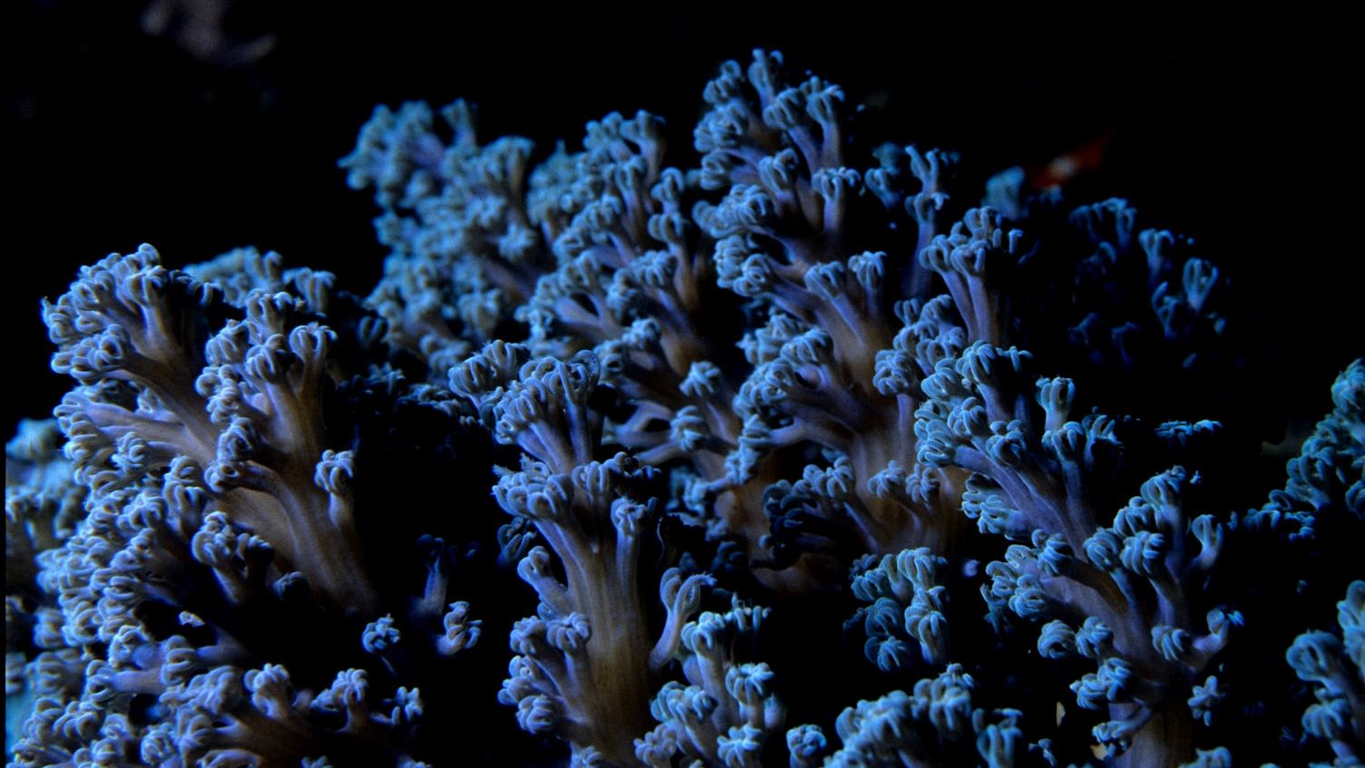 Darwin in a lab: Coral evolution tweaked for global warming