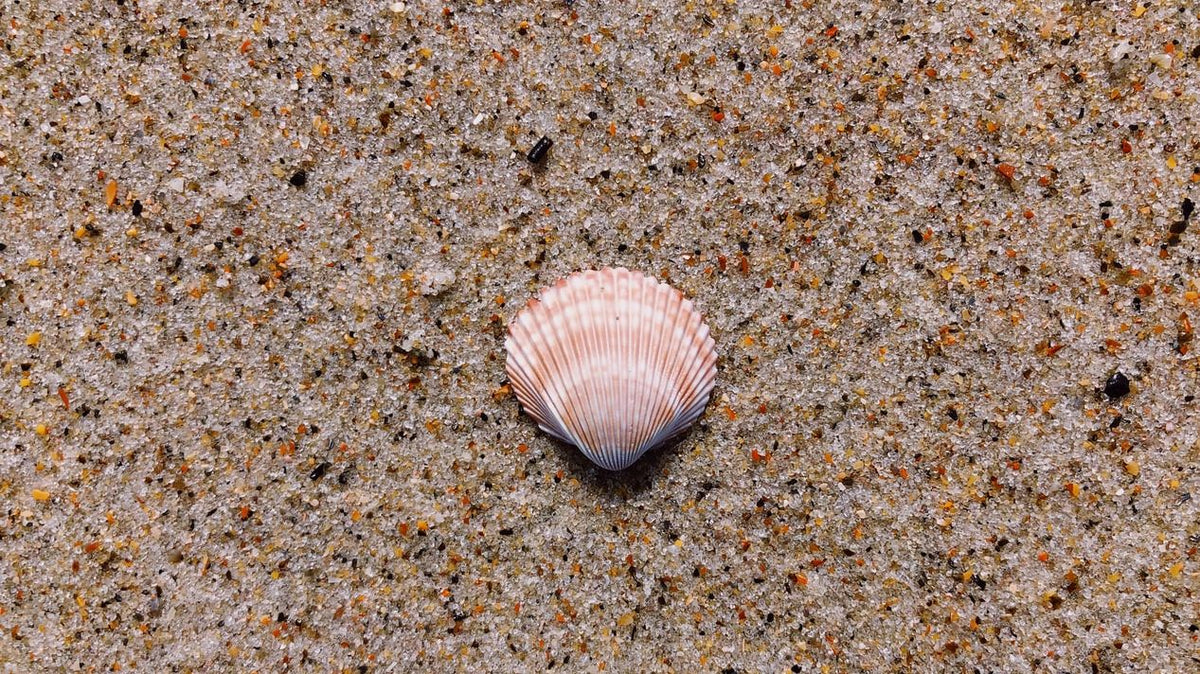 This carbon-capture tech removes CO2 from the ocean by making seashell ...