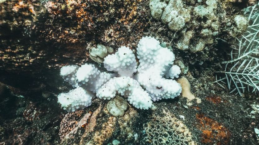 Advancements in Coral Bleaching Monitoring