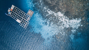 Offshore aquaculture/renewables projects explore synergies