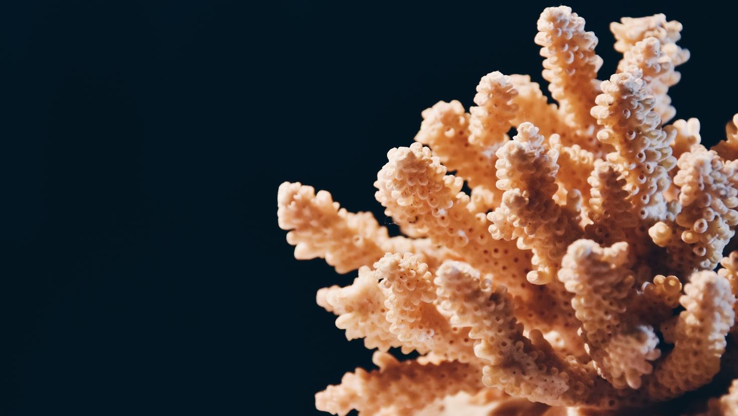 Could 3D printing fast-track coral restoration?