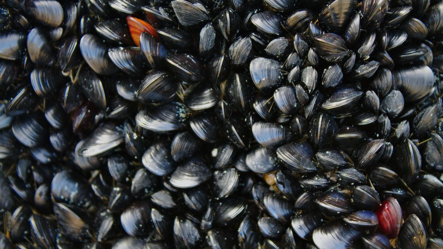 New mussel reef aids in Swan River cleanup