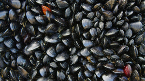 New mussel reef aids in Swan River cleanup