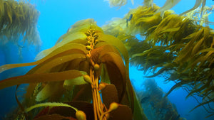 Monitoring kelp for conservation