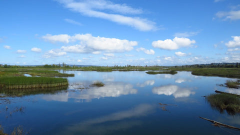 Blue carbon researchers develop new way to protect coastal wetlands