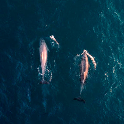 Hot Pink Dolphins