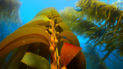 Regenerative Ocean Farming Hub