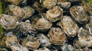 Enhancing yield and resilience in eastern oysters