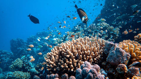 Growing a new coral reef in a fraction of the time with a fragment of the coral