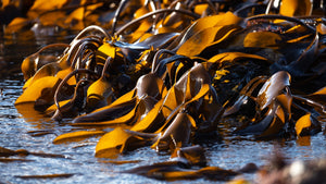Towards clean kelp - the potential for eDNA to predict biofouling