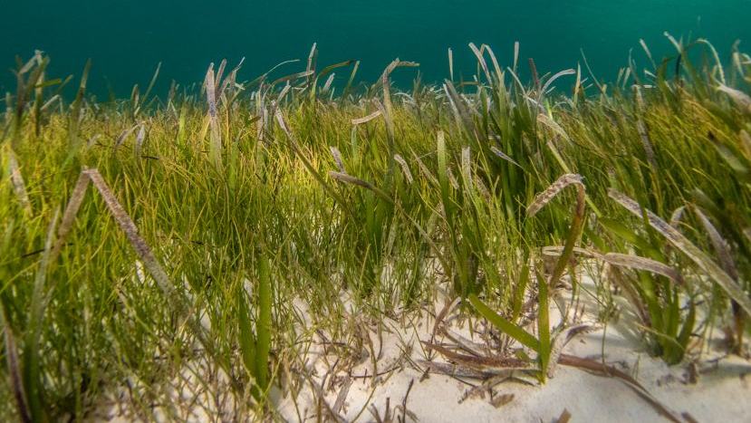 New Mapping Tools Helping to Protect Seagrass