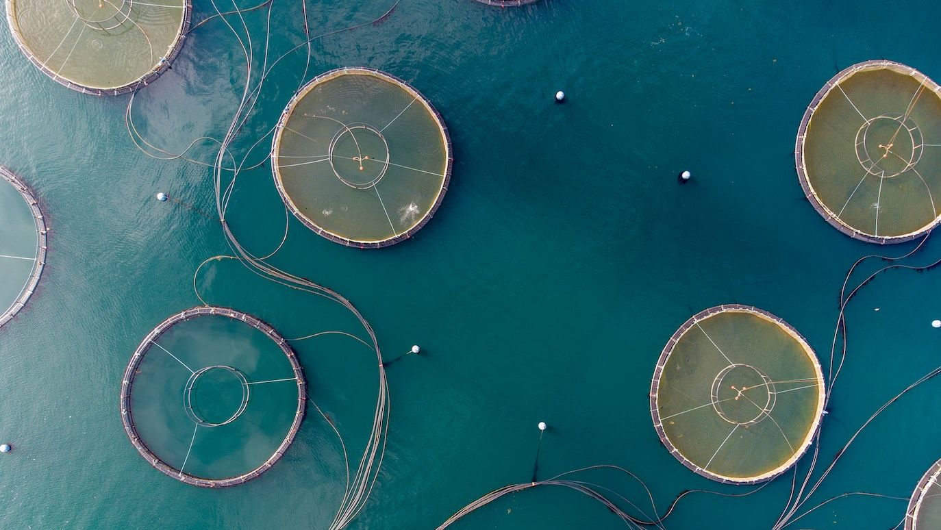 SeaFree: New technology turns waste from fish farming into seaweed