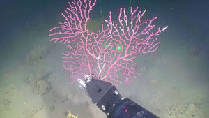 Finding New Drugs From the Deep Sea via ‘eDNA’