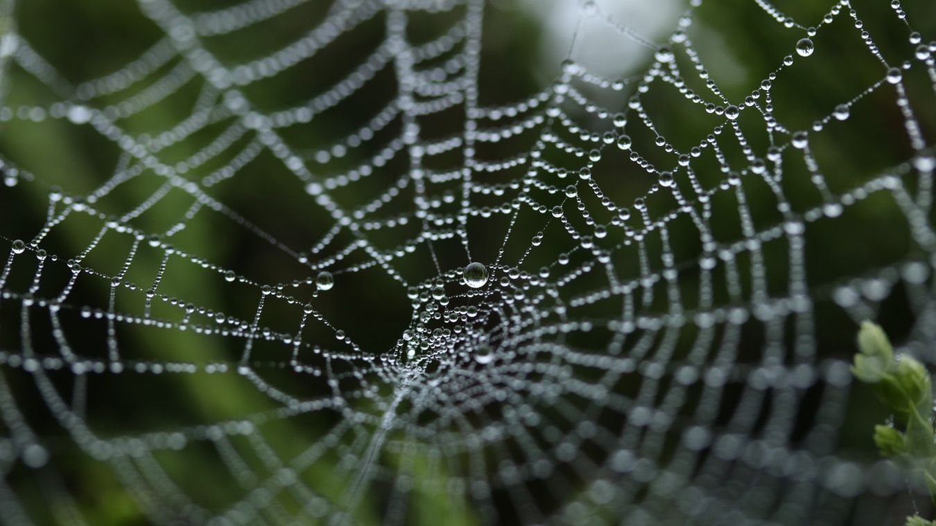 New material inspired by spider silk could help solve our plastic problem