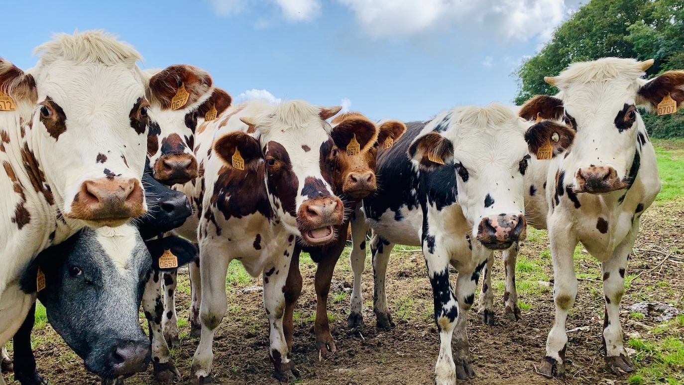 Methane-reducing Asparagopsis cattle feed launched in Australia