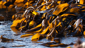 Seaweed Insights: A practical guide to global seaweed farming