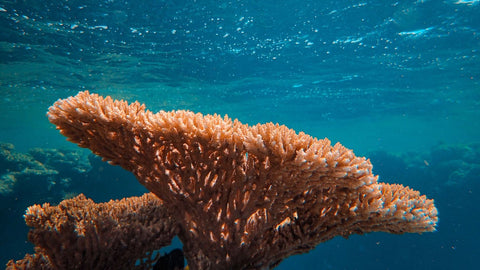 Meet The Marine Biologist-Turned-Entrepreneur Restoring Coral Reefs Using 3D Printing And Clay