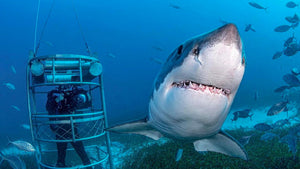 Great White Sharks in South Australia with Stephen Frink