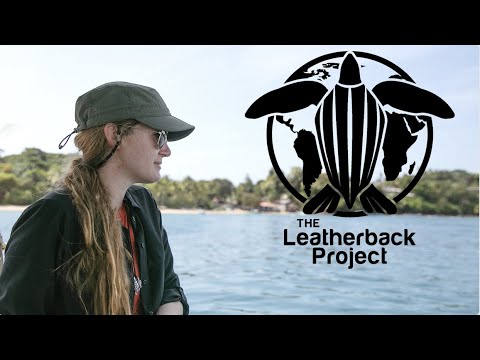 Meet the Experts - The Leatherback Project (Callie Veelenturf)