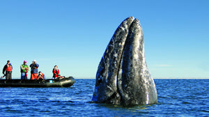 Baja California: Among the Great Whales
