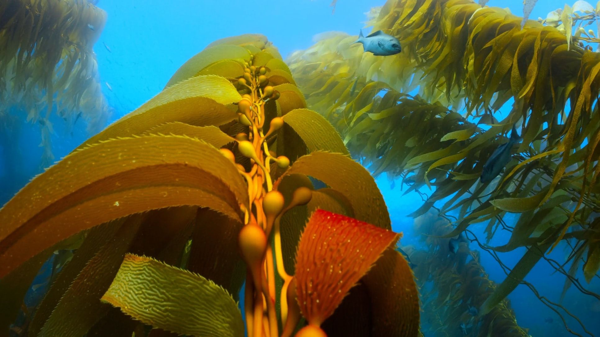 Can submersible seaweed platforms help regenerate ecosystems and provide economic returns?