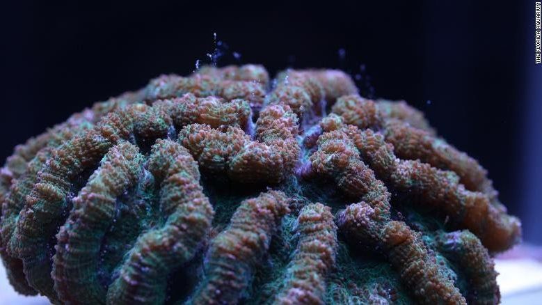 How scientists could save coral from brink of extinction