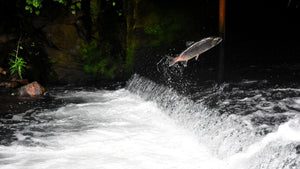 Engineers Create ‘Air Conditioning’ for Salmon With Chilled Patches of River Water