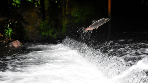 Engineers Create ‘Air Conditioning’ for Salmon With Chilled Patches of River Water