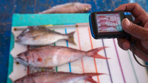 FishFace: Using game-changing technology to protect global fish stocks