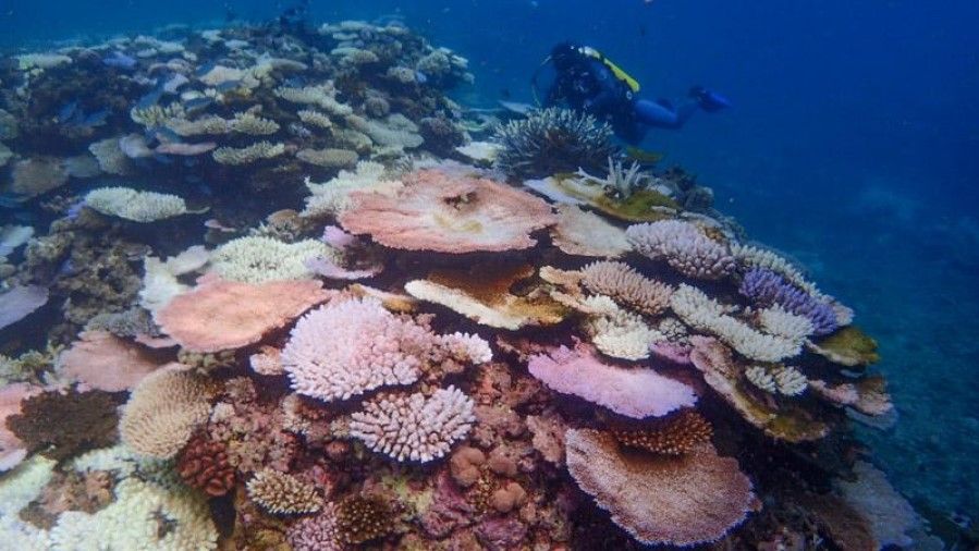 Heat resistant coral to fight bleaching