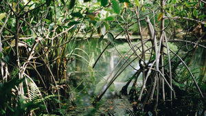 Blue Carbon Lab trials novel mangrove restoration methods