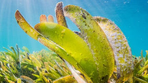Could The Ocean Be The Next Frontier For Plant Agriculture